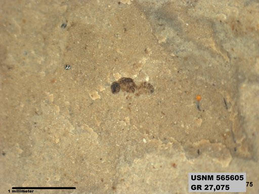 Insecta