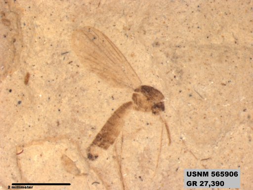 Insecta