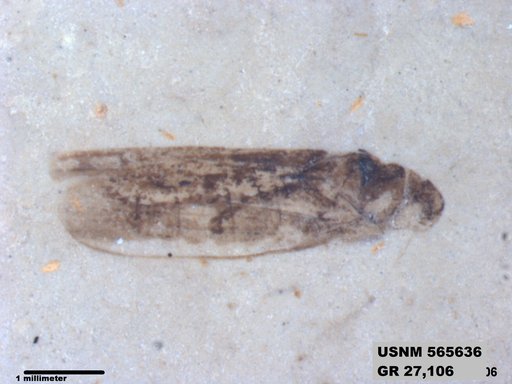 Genus sp