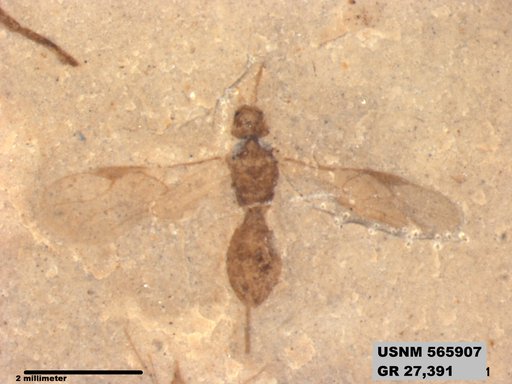 Insecta