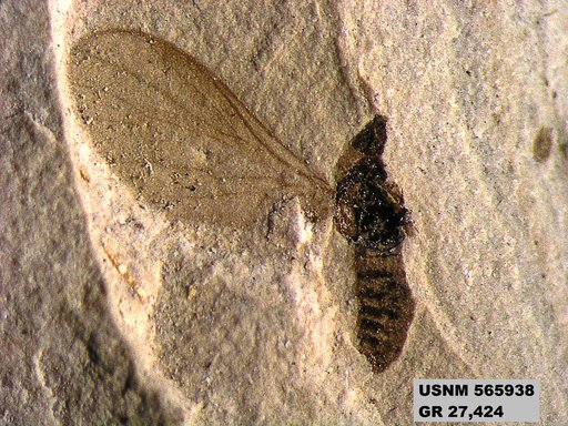 Genus sp