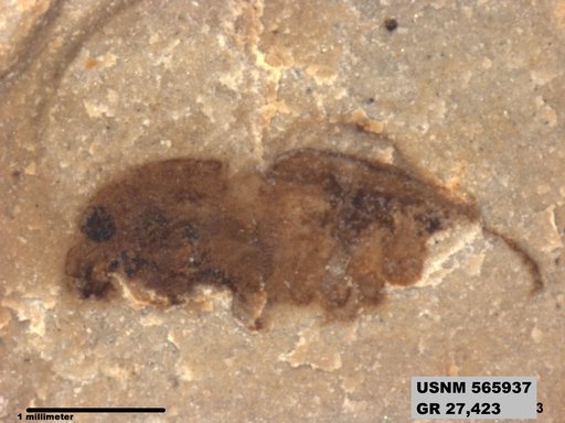 Genus sp