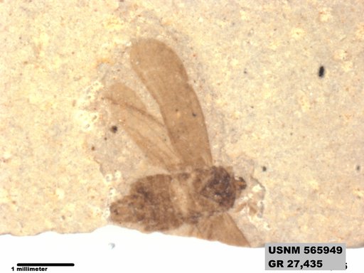 Genus sp