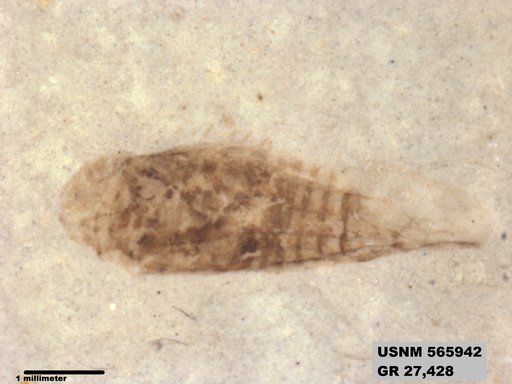 Genus sp