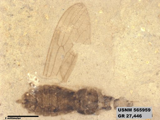 Genus sp