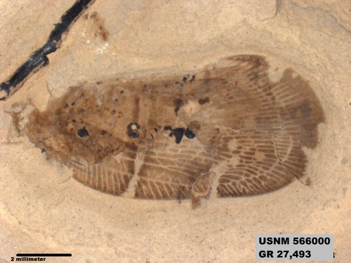 Genus sp