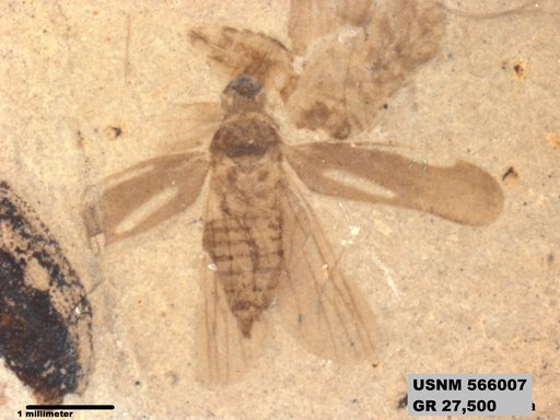 Genus sp