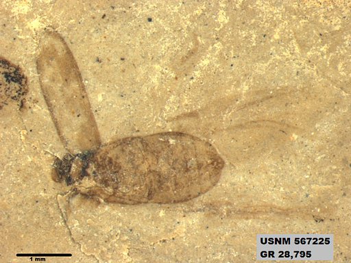 Insecta