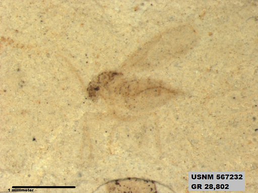 Insecta