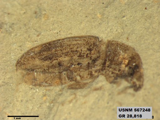 Insecta