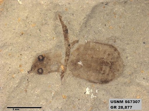 Insecta