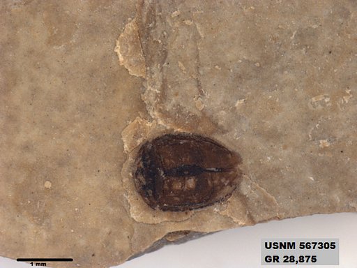 Insecta