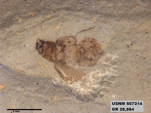Insecta