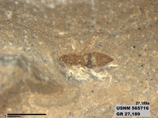 Insecta