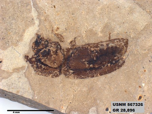 Insecta