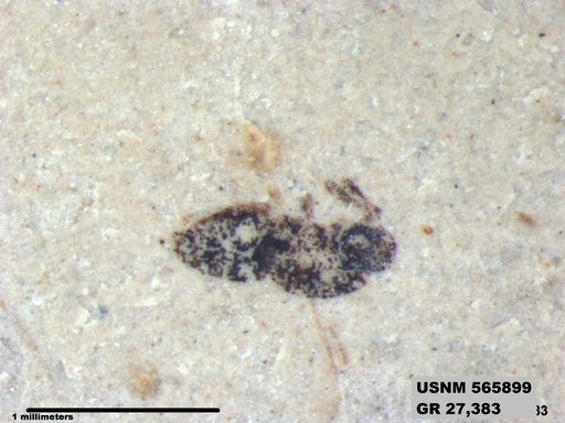 Insecta