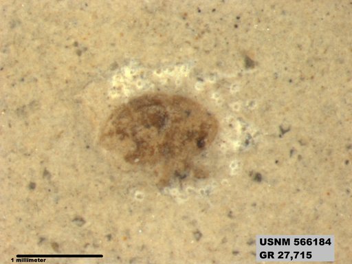 Insecta