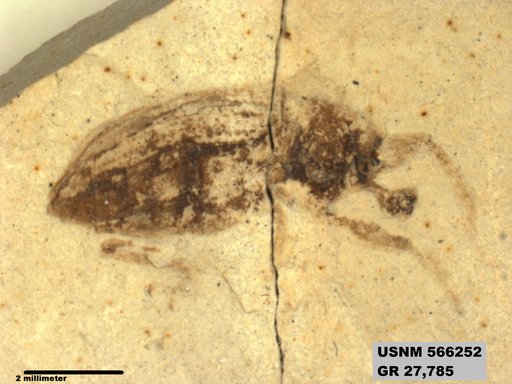 Insecta