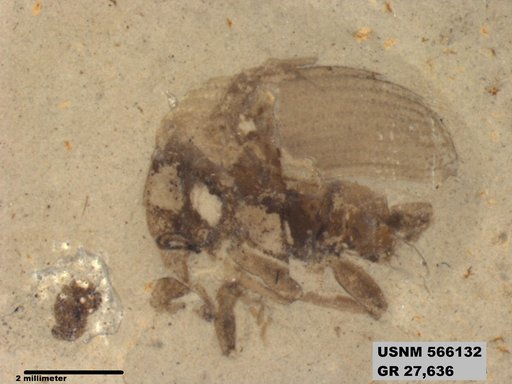 Insecta
