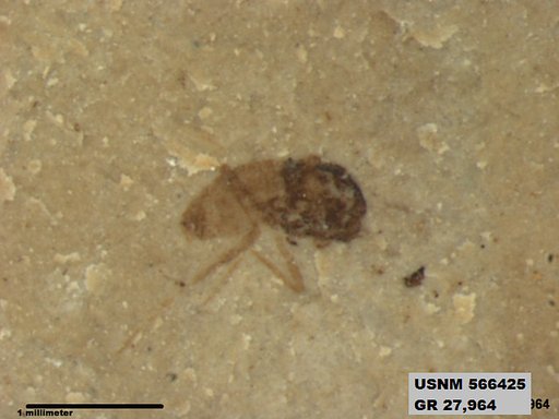 Insecta