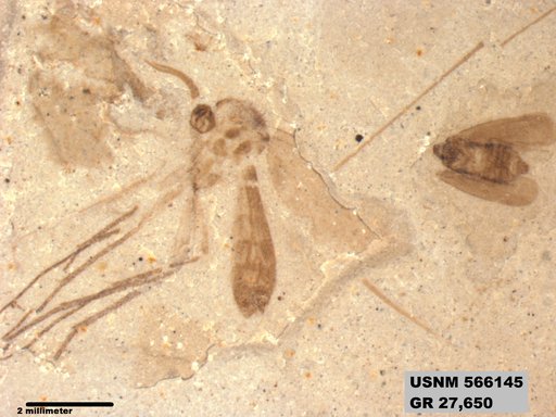 Genus sp