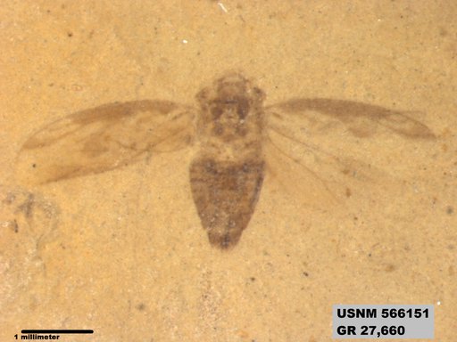 Genus sp