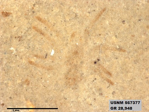 Insecta