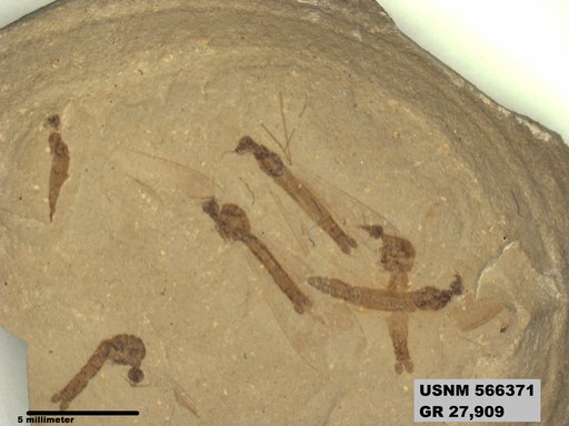 Genus sp