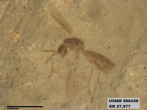 Insecta