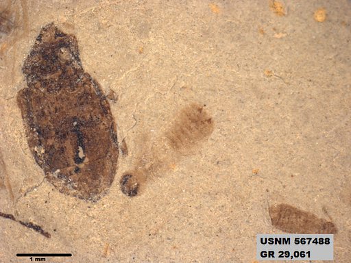 Insecta