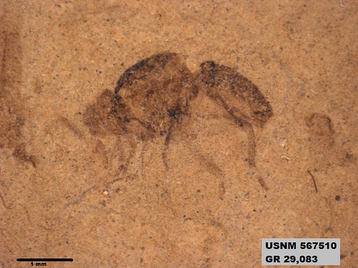 Insecta