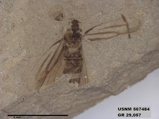 Genus sp