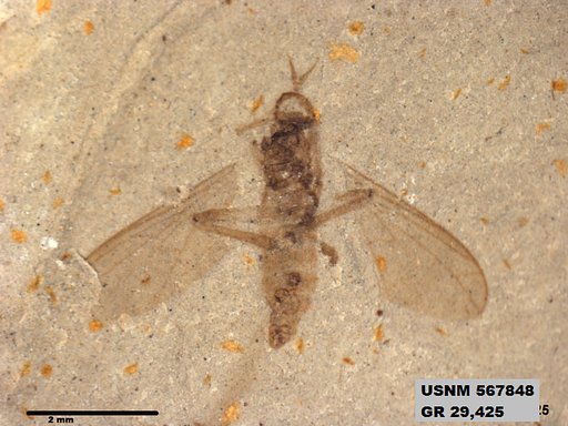 Insecta