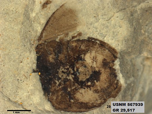 Genus sp