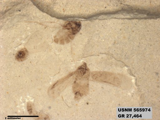 Genus sp