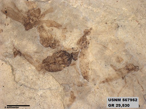 Genus sp