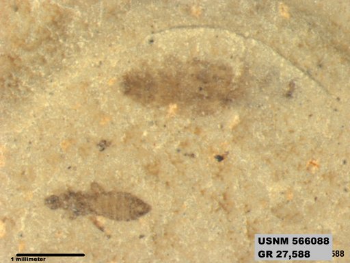 Genus sp