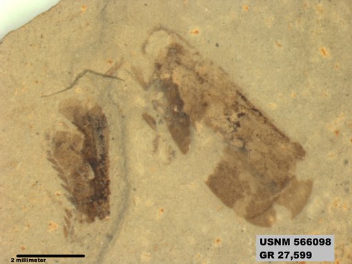 Genus sp