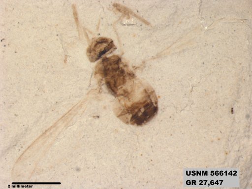 Genus sp