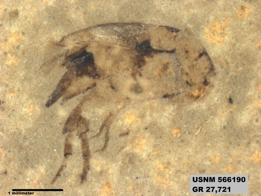 Insecta