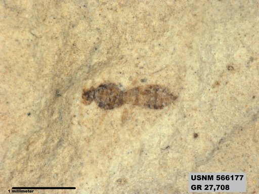 Insecta