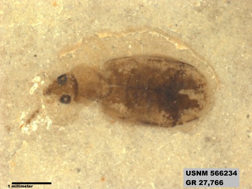 Insecta