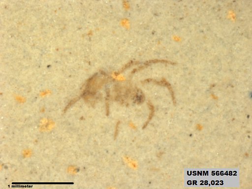 Insecta