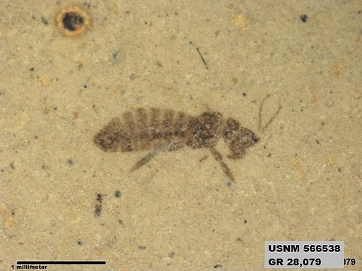 Insecta