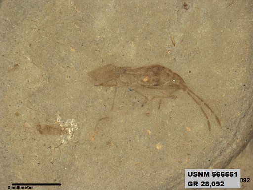 Genus sp