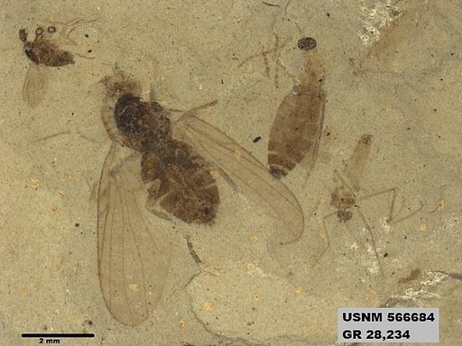 Insecta