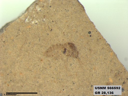 Genus sp