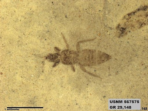 Insecta