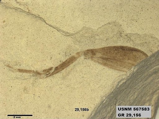 Genus sp