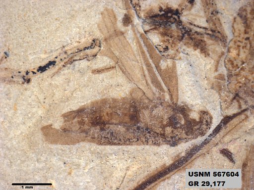 Genus sp
